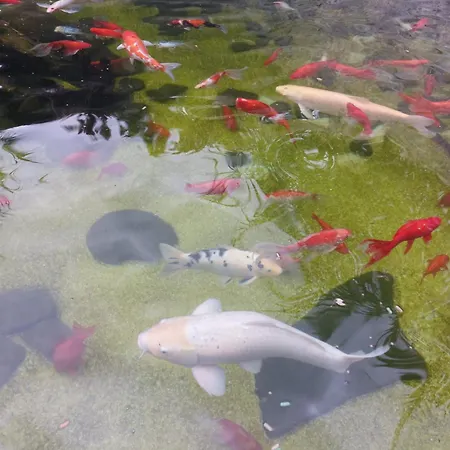 Complex Casa Ani Θέρετρο Eforie Nord