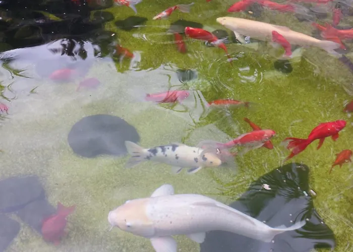 Complex Casa Ani Resort Eforie Nord